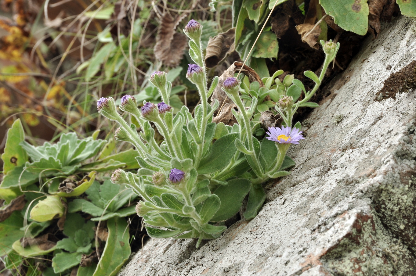 Изображение особи Aster spathulifolius.