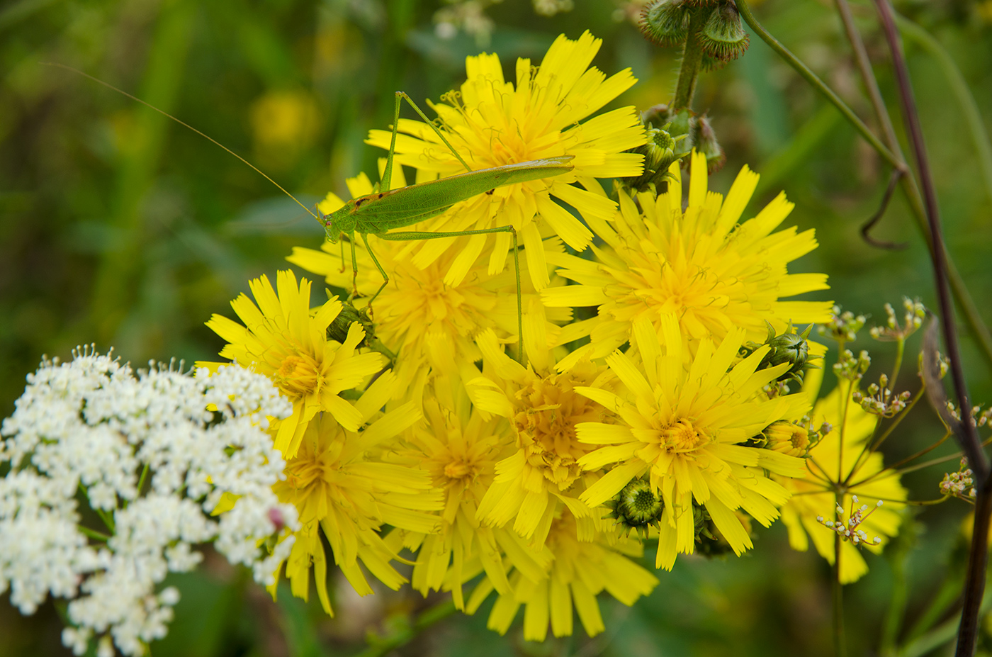 Image of Picris hieracioides specimen.