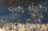 genus Cirsium. Верхушки засохших побегов с соплодиями. Карачаево-Черкесия, Карачаевский р-н, окр. пос. Домбай, дол. р. Алибек, на кромке разрушающейся морены. 04.10.2025.