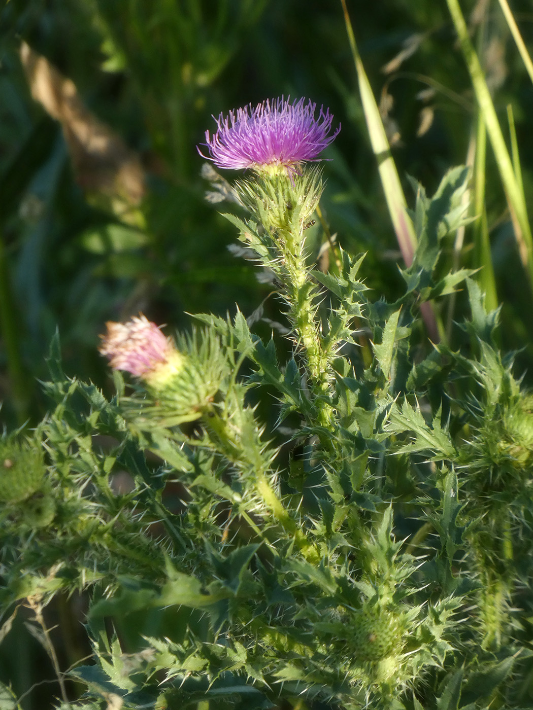 Изображение особи Cirsium vulgare.