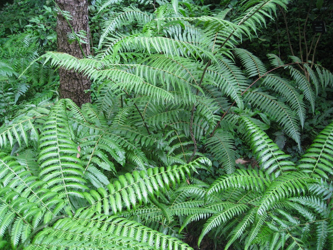 Image of Cibotium barometz specimen.