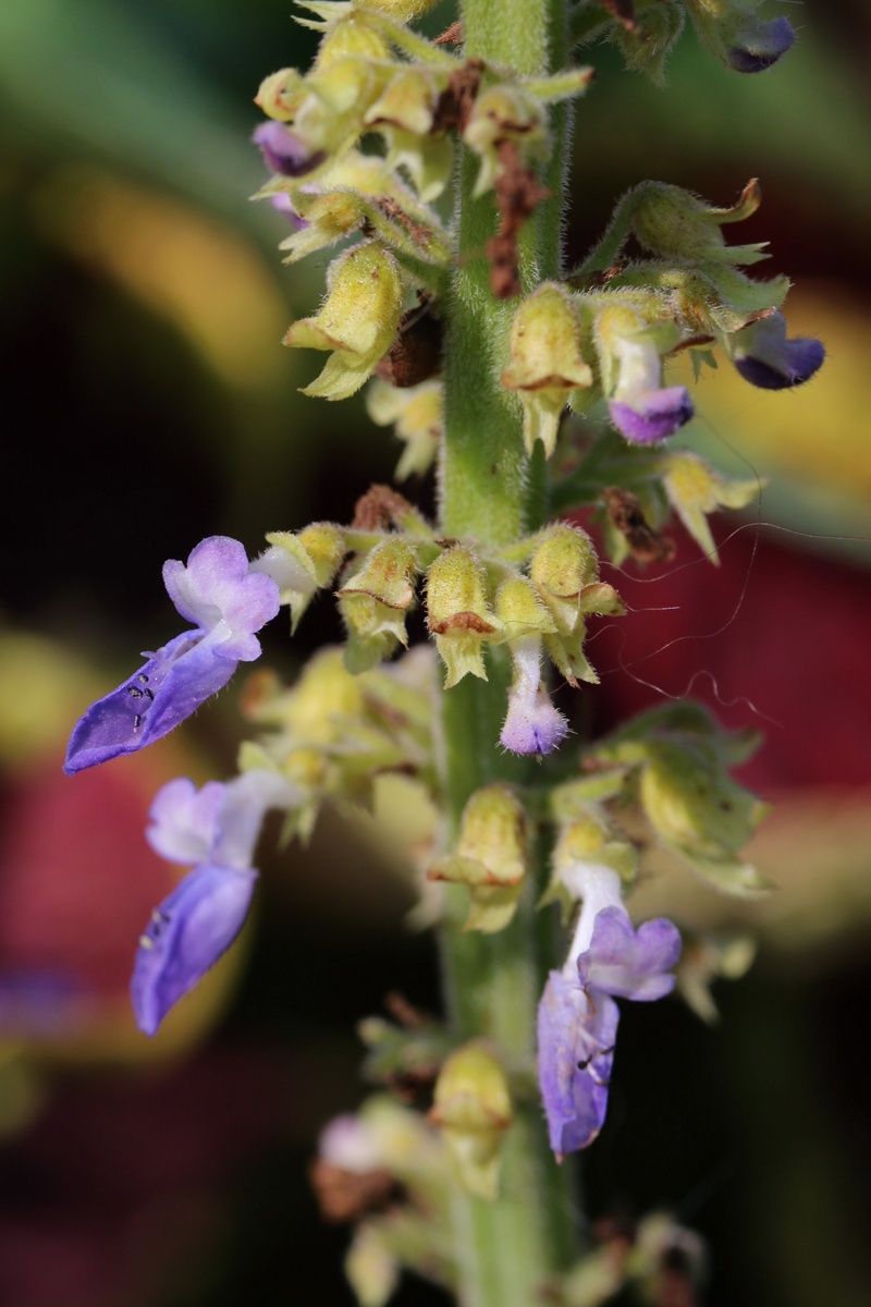 Image of Coleus scutellarioides specimen.