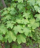 Смотреть изображение Acer pseudoplatanus