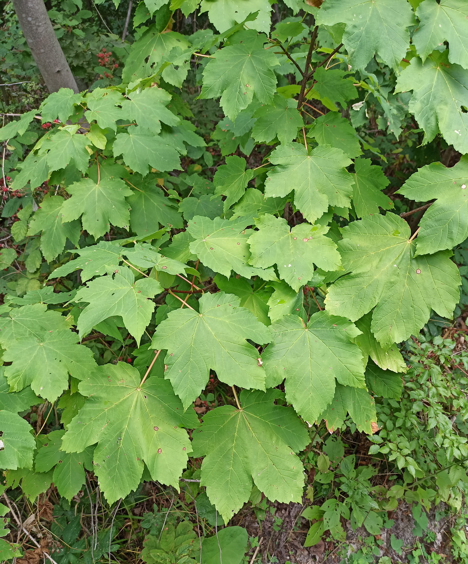 Image of Acer pseudoplatanus specimen.