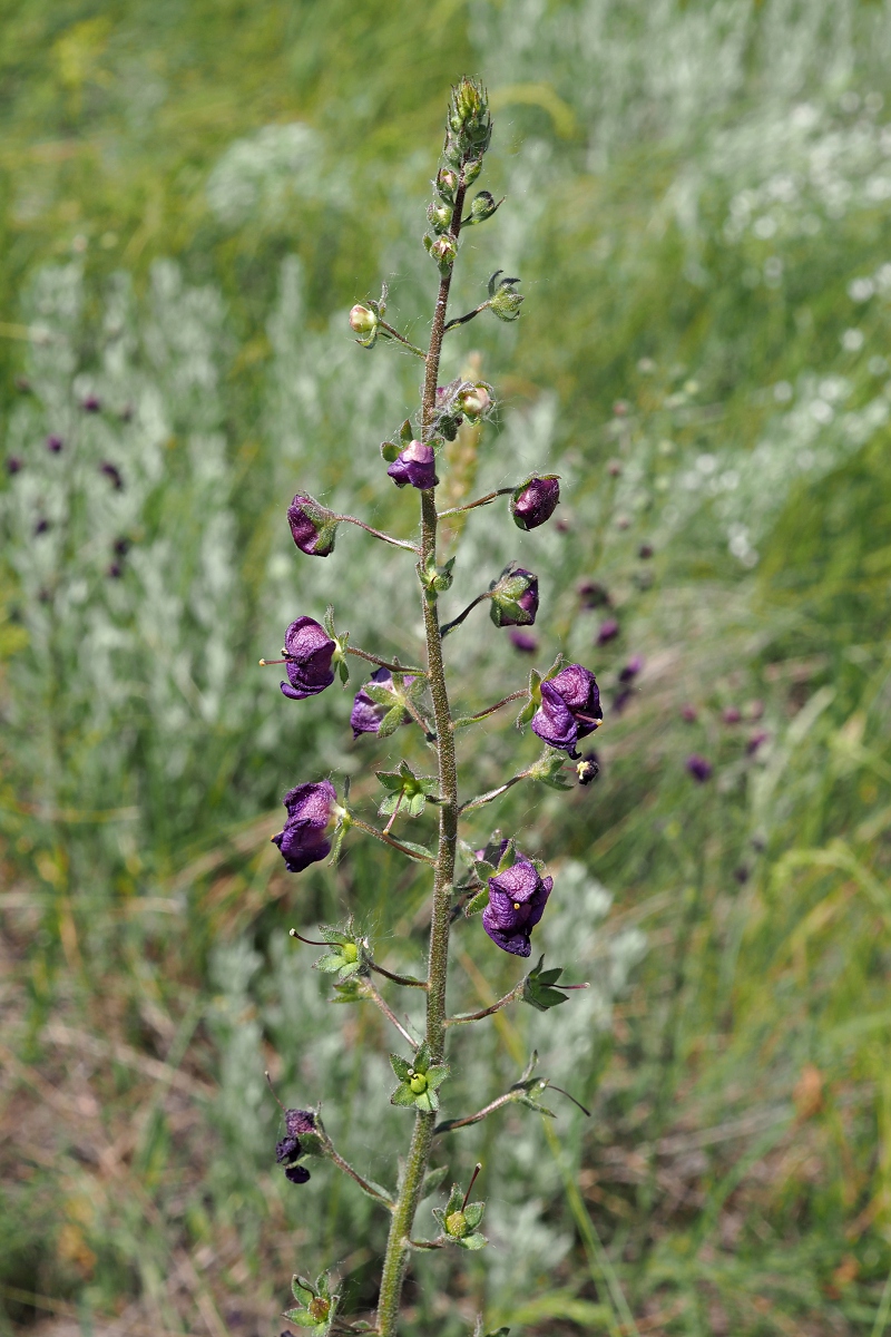 Изображение особи Verbascum phoeniceum.
