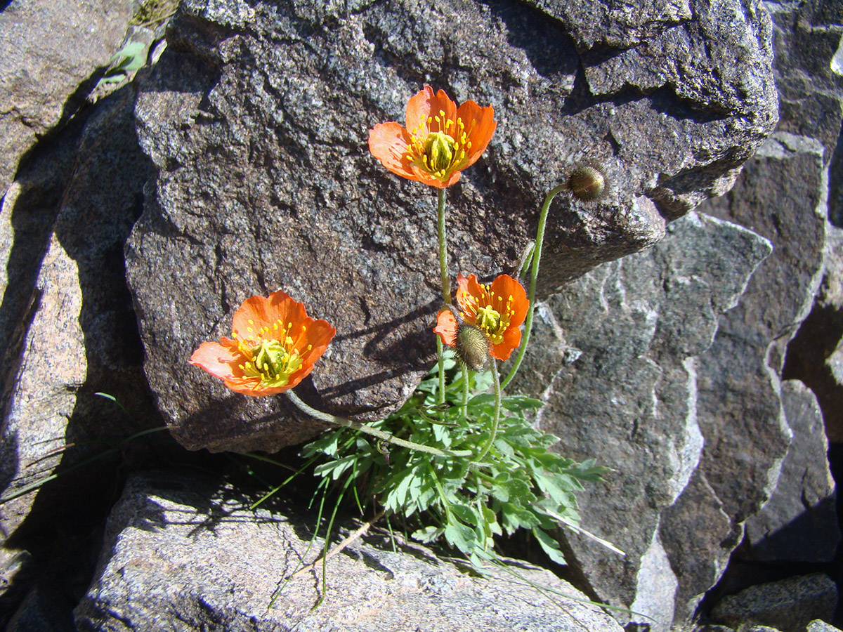 Изображение особи Papaver involucratum.