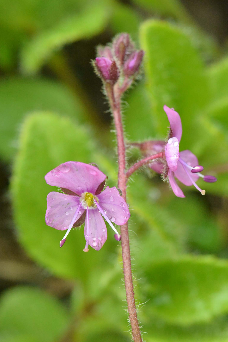 Image of Veronica grandiflora specimen.