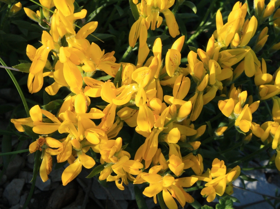 Изображение особи Genista humifusa.