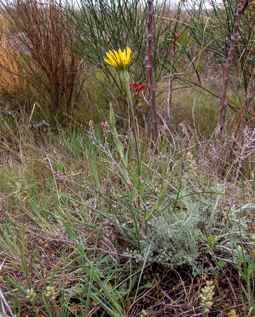 Image of genus Tragopogon specimen.