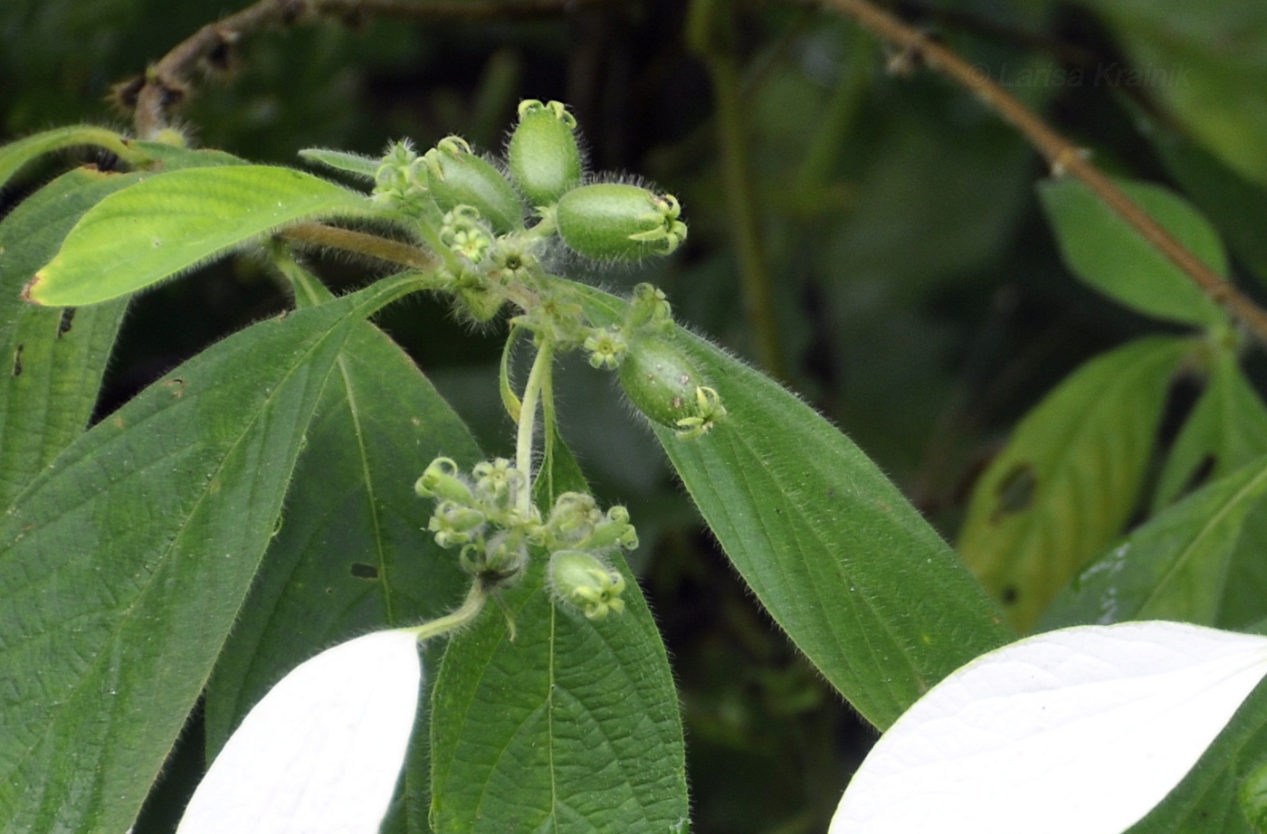 Изображение особи род Mussaenda.
