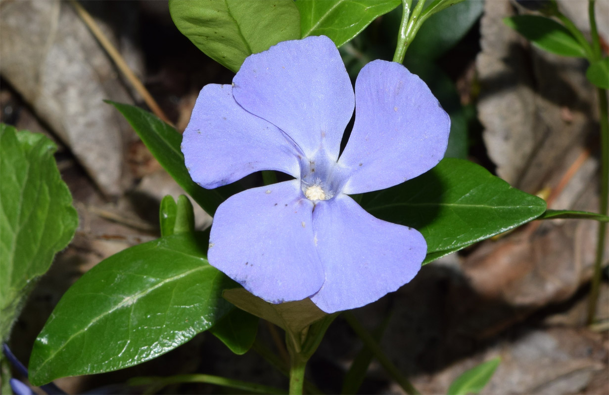 Изображение особи Vinca minor.