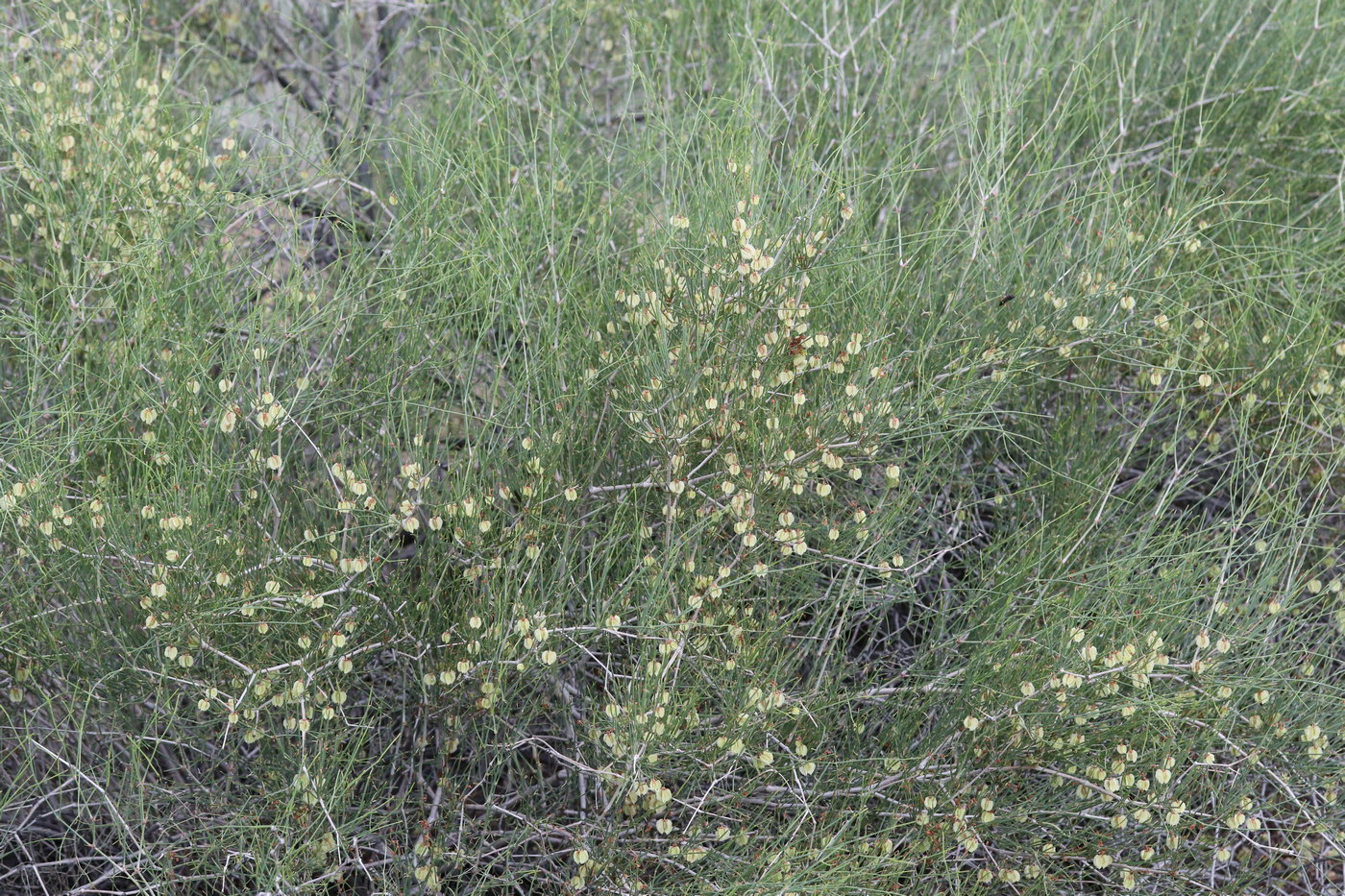 Изображение особи Calligonum leucocladum.