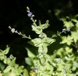 Image of taxon representative. Author is Игорь Павлов