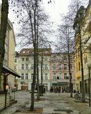 Corylus colurna. Покоящиеся растения с соплодиями. ФРГ, федеральная земля Мекленбург-Передняя Померания, г. Шверин. Январь.