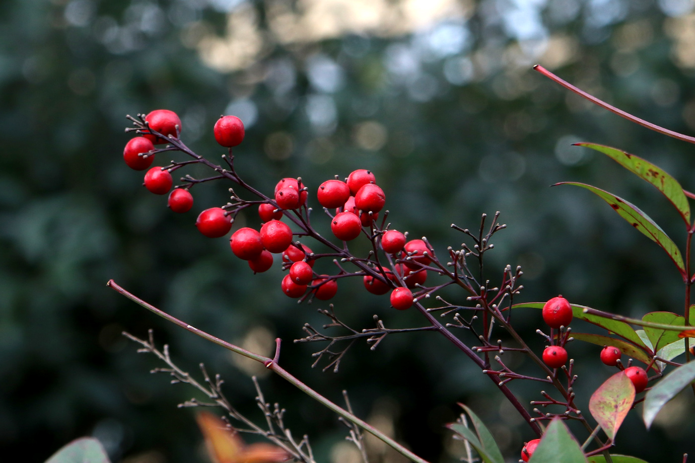 Image of Nandina domestica specimen.
