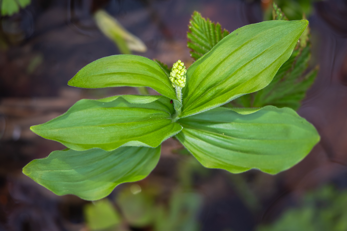 Изображение особи Smilacina hirta.