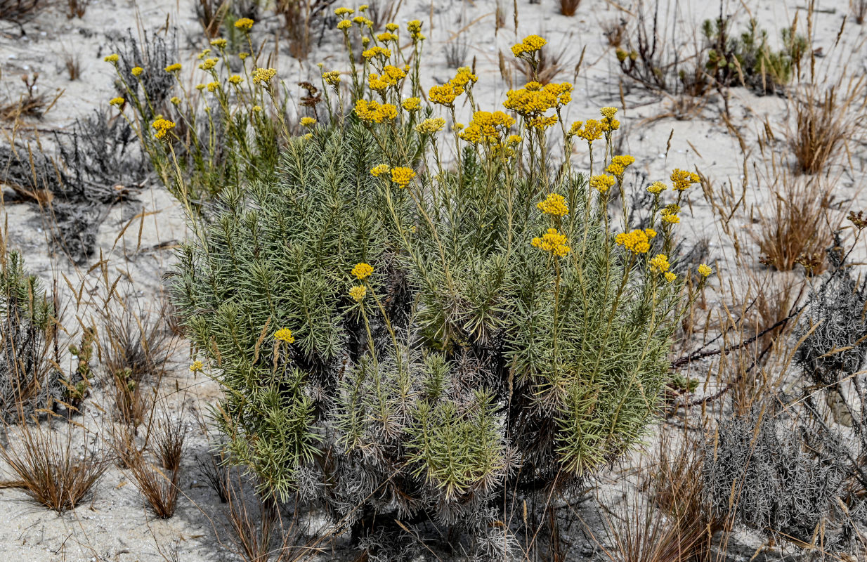 Image of Helichrysum italicum specimen.