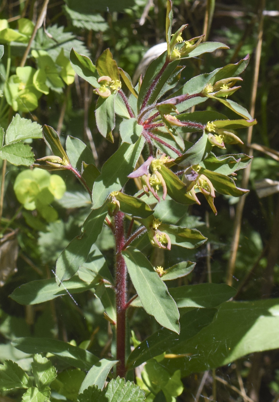 Image of Euphorbia amygdaloides specimen.