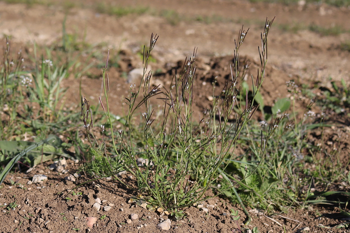Изображение особи Cardamine occulta.