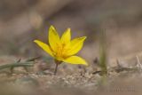 Tulipa uniflora. Цветок. Забайкальский край, Агинский р-н, ур. Малый Батор, лев. берег р. Онон, степь. 03.05.2026.