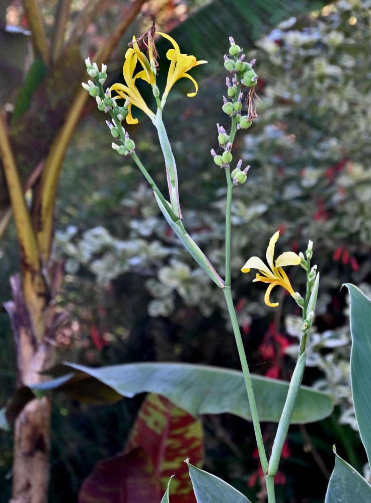 Image of Canna flaccida specimen.