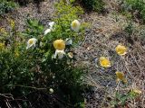 Papaver amurense. Цветущие растения. Хабаровский край, Комсомольский р-н, с. Верхняя Эконь, берег р. Амур, у подножия сопки. 02.06.2026.