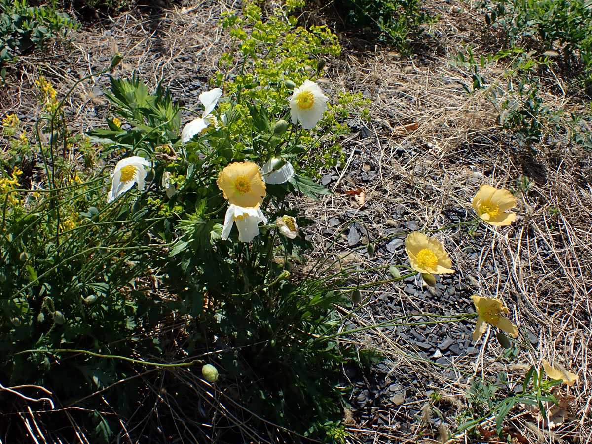 Image of Papaver amurense specimen.