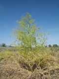 Ferula paniculata. Цветущее растение. Казахстан, Жетысуская обл., Алакольский р-н, окр с. Акши; Балхаш-Алакольская впадина, сев.-зап. предгорья Джунгарского Алатау, глинистый участок пустыни, старая противопожарная распашка. 7 мая 2026 г.