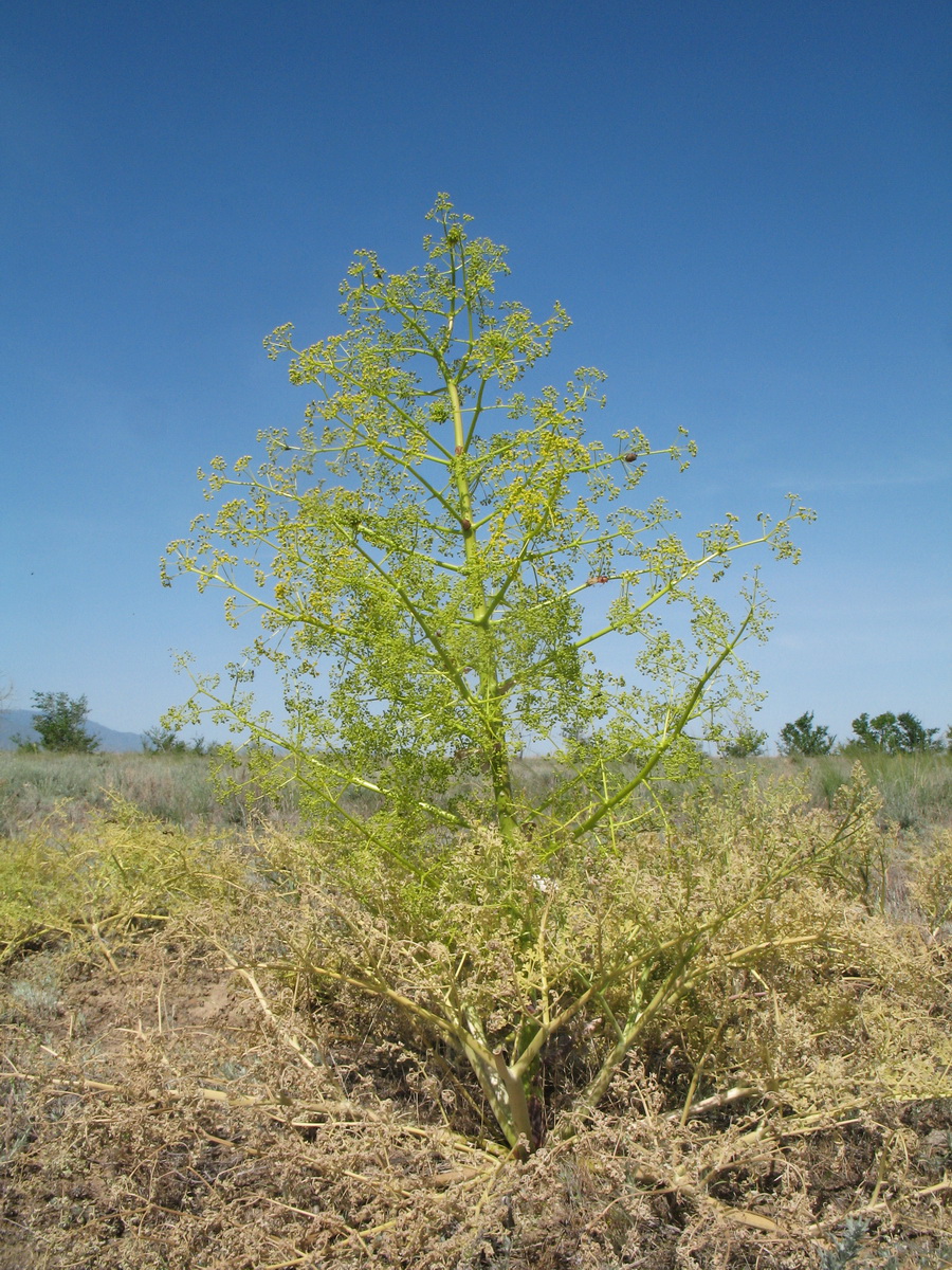 Image of Ferula paniculata specimen.