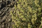 семейство Caryophyllaceae