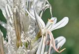 Asphodeline taurica. Часть соцветия. Крым, г. Симферополь, окр. мкр-на Пневматика, куэста, поляна. 21.05.2026.