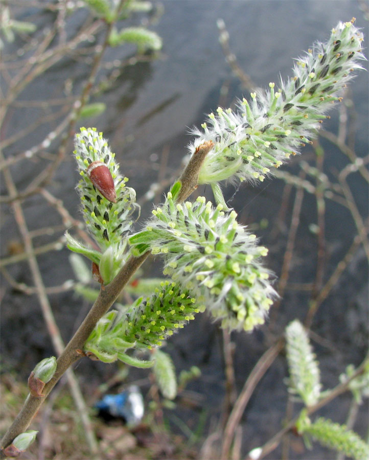 Image of Salix cinerea specimen.