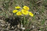 Tussilago farfara. Цветущее растение. ЛНР, г. Луганск, окр. ж.-д. ст. Луганск Северный, на берегу засыхающей старицы р. Лугань. 10.04.2021.