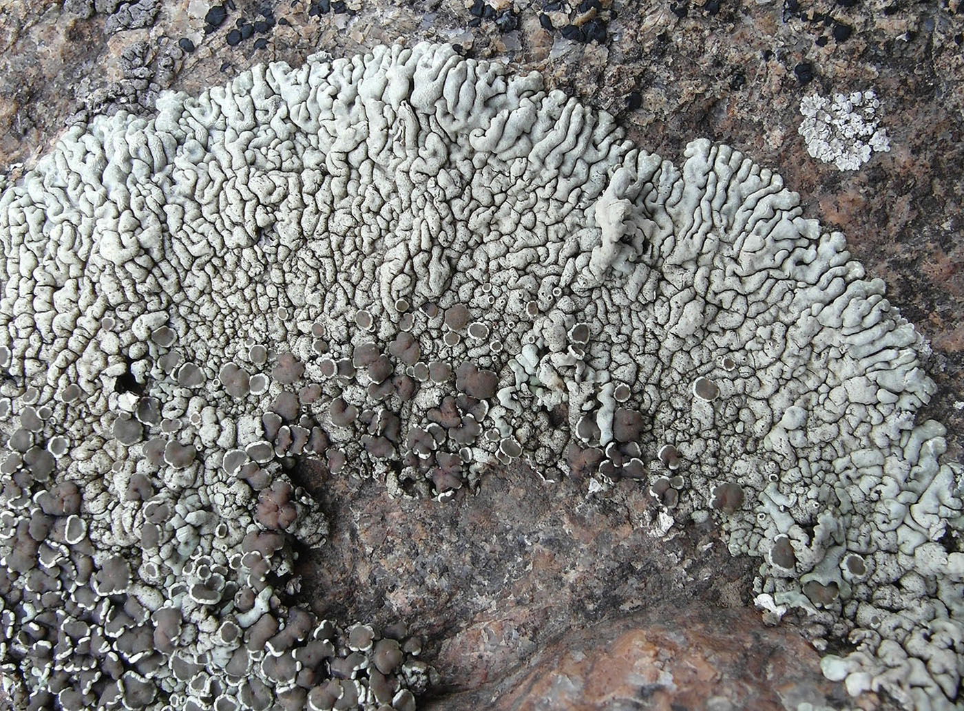 Изображение особи Lecanora garovaglii.