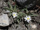 genus Taraxacum. Цветущие растения. Таджикистан, Горно-Бадахшанская автономная обл., Мургабский р-н, окр. пер. Харгуш, побережье оз. Харгуш, ≈ 4260 м н.у.м., берег ручья. 5 июля 2026 г.