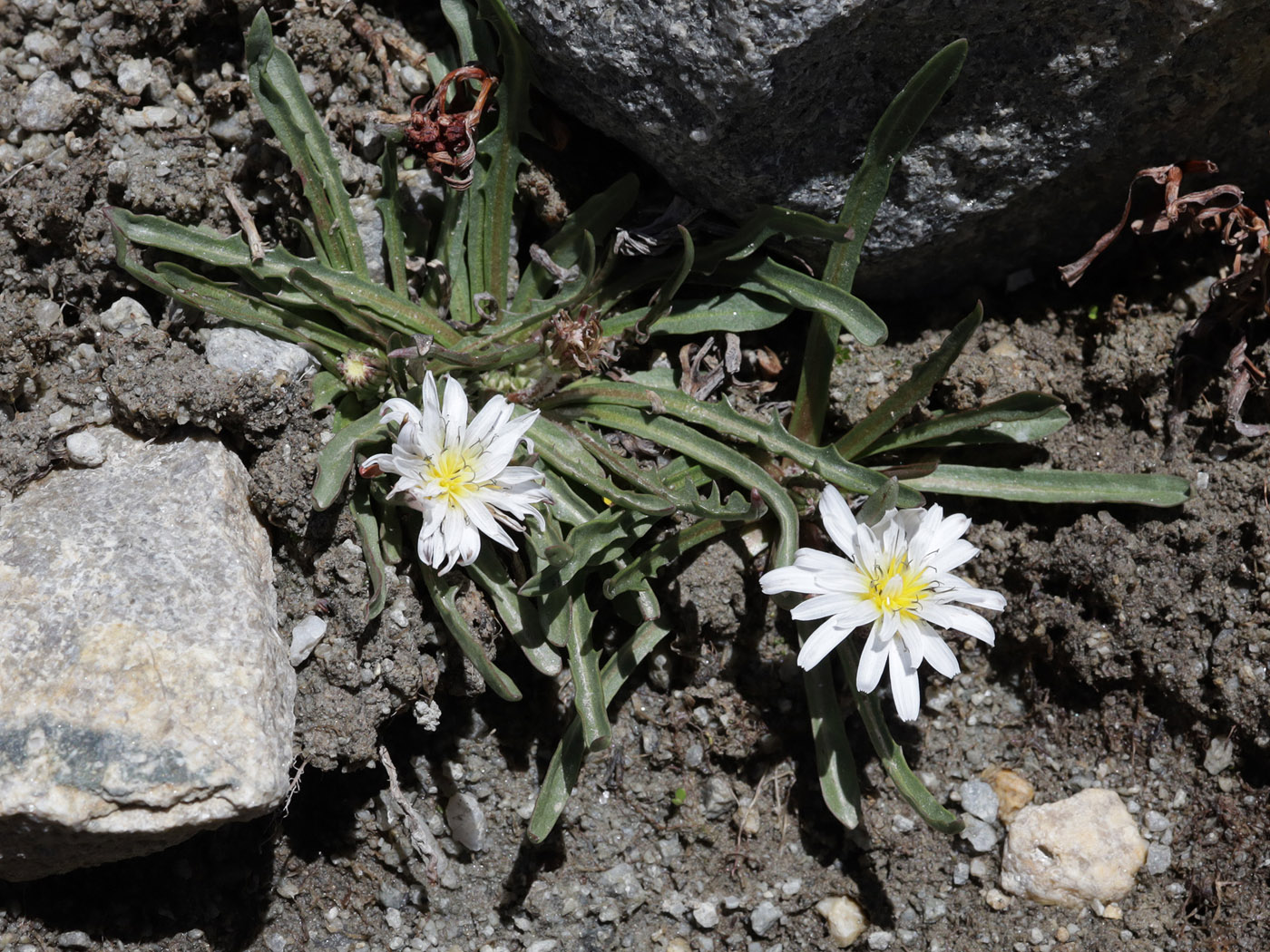 Image of genus Taraxacum specimen.