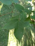 Liquidambar formosana. Часть побега. Абхазия, г. Сухум, Ботанический сад. 13.08.2024.