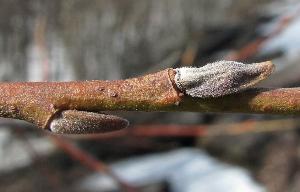 Image of Salix gmelinii specimen.