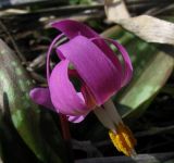 Erythronium sajanense