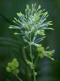 Thalictrum lucidum