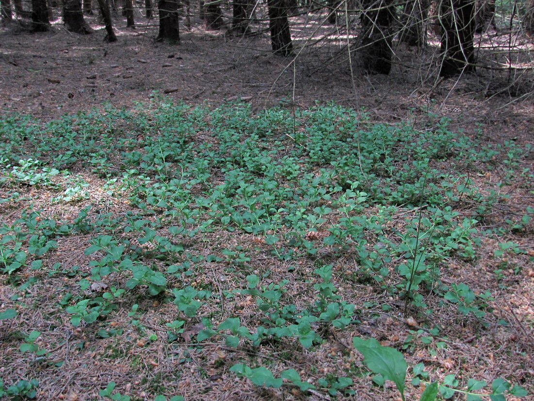 Image of Veronica officinalis specimen.