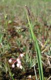 Carex paupercula