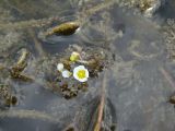 Ranunculus rionii