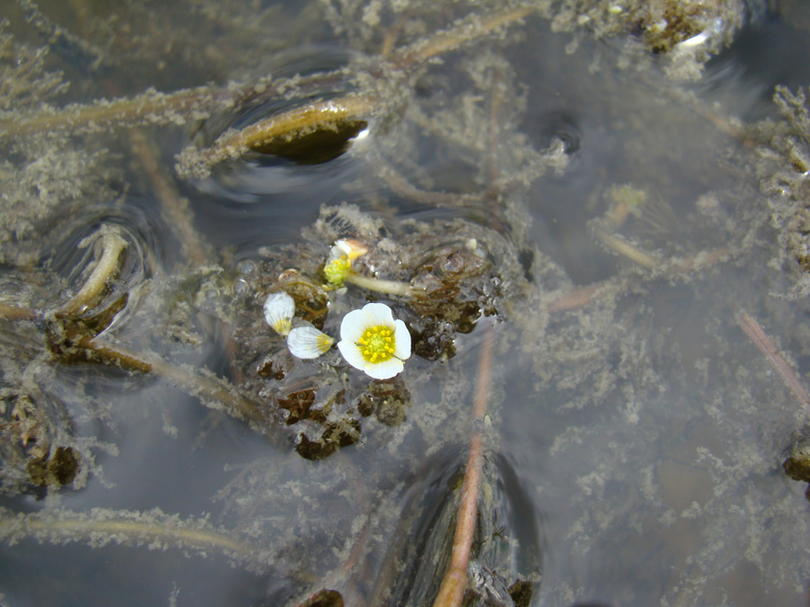 Изображение особи Ranunculus rionii.