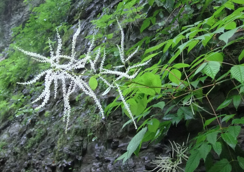 Image of Aruncus sylvestris specimen.