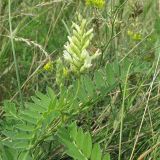 Astragalus cicer. Верхушка побега с соцветием. Ростовская обл., Октябрьский р-н, окр. станицы Кадамовская. 03.07.2011.