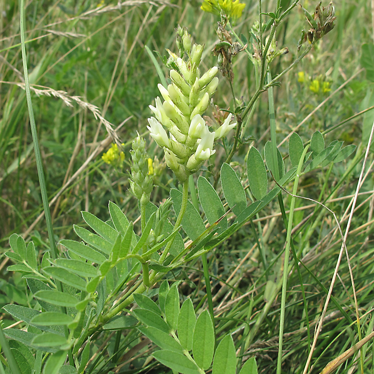 Image of Astragalus cicer specimen.