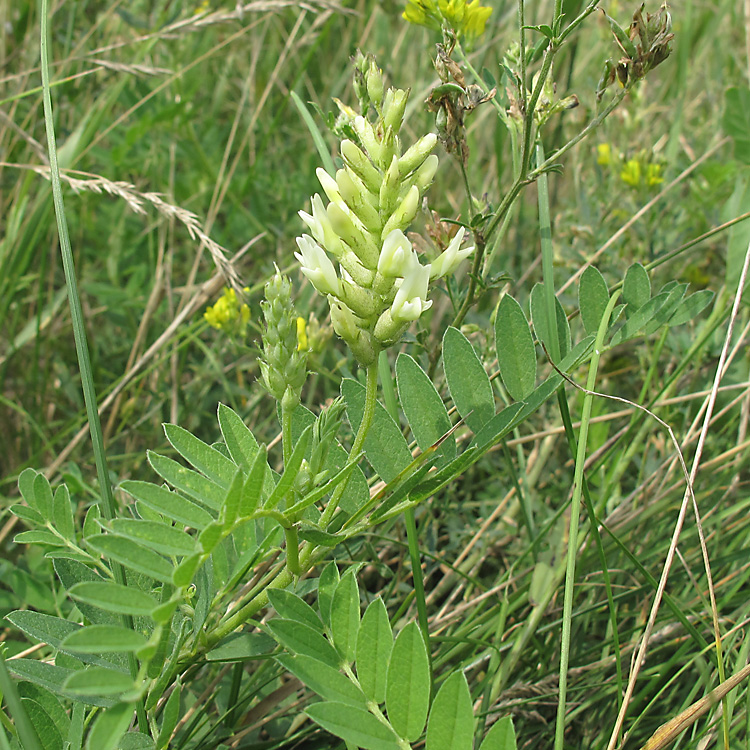 Изображение особи Astragalus cicer.