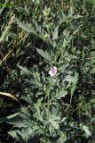 Althaea taurinensis