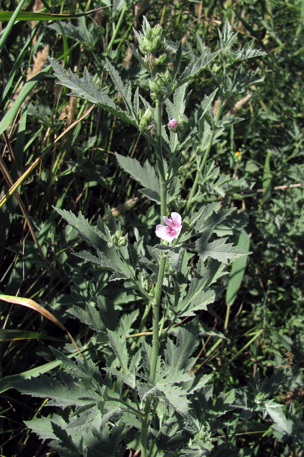 Image of Althaea taurinensis specimen.